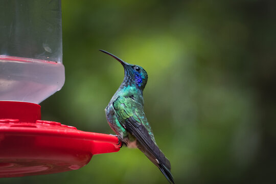Hummingbird drinking water from drinker