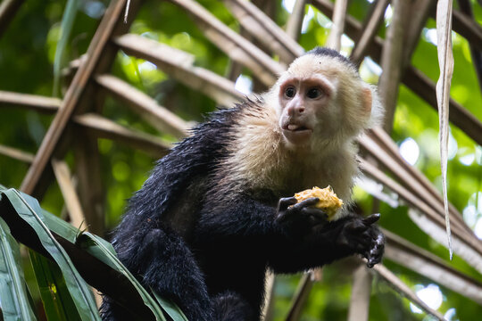 Cute monkey sitting in tropical forest