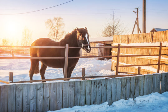 Ethnographic Museum, barnyard and horse, Katskari village, Martynovo village
