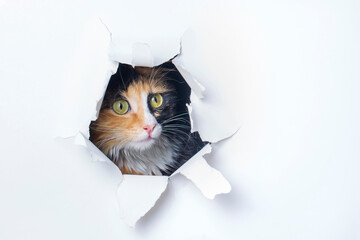 Cute calico cat animal climbs out with paw of paper hole frame isolated on white color background....