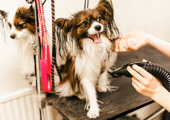 Dogs at pet groomer