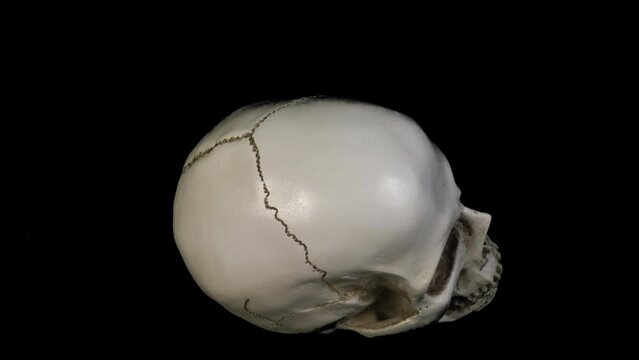 Mental health. Zoom in to clockwork gear wheels emerging from the brain cavity of a model human skull.