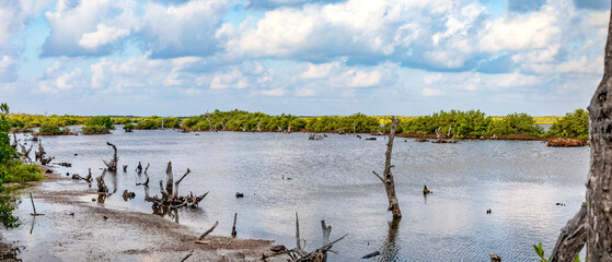 Nationalpark Punta Sur in Cozumel. Abgestorbene Bäume und neugepflanzte Mangroven im Naturschutzgebiet, Panorama.