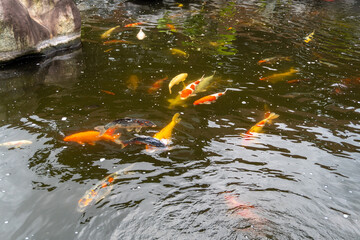 a collection of koi goldfish in a freshwater pond