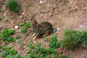 A Baby Cottontail Rabbit Feeding On A Plant In Summer