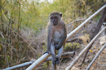 Obraz premium Long-tailed monkey macaque in the forest