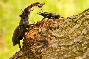 Majestic male stag beetle, Lucanus Cervus (European stag beetle), dominating over female stag...