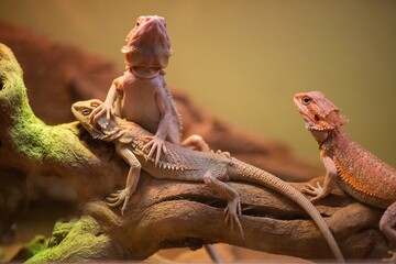 Bearded Dragon lizard in pet store