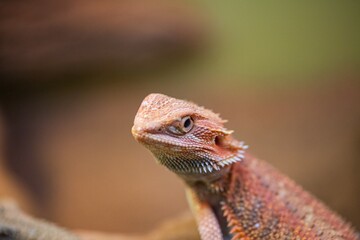 Close up of Bearded Dragon lizard in pet store