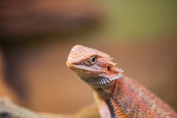 Close up of Bearded Dragon lizard in pet store