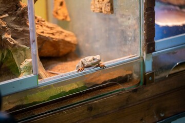 Bearded Dragon lizard in pet store