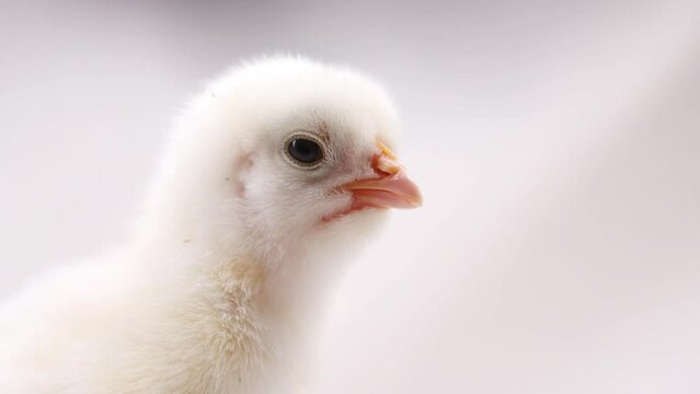 little chick squeaks on a white background