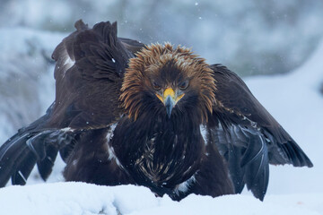 Golden eagle