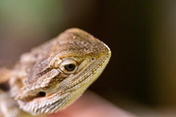 Close up of Bearded Dragon lizard in pet store