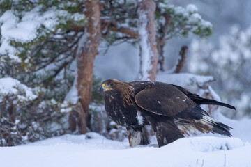 Golden eagle
