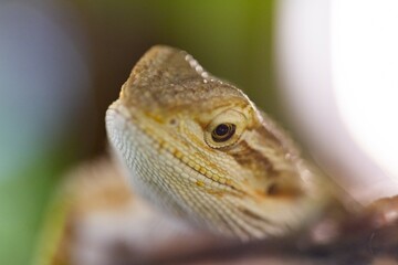 Close up of Bearded Dragon lizard in pet store