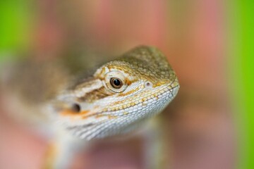 Close up of Bearded Dragon lizard in pet store