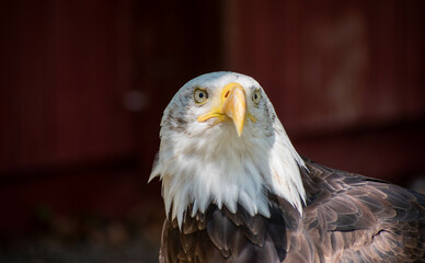 bald eagle 
