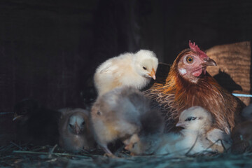 mother hen sits in a nest with chickens