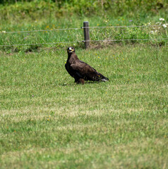 Fototapeta premium golden eagle on the grass