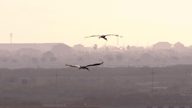 Two storks are circling, flying over the airfield of the airport, long shot. Indian Stork - Anastomus oscitans