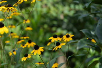 夏の緑に調和して、黄色の花を咲かせるルドベキア