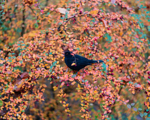 Autumn Bird in Vibrant Bush