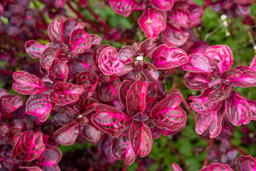 red leafed bush in the middle of nature