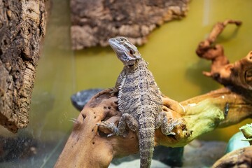 Bearded Dragon lizard in pet store