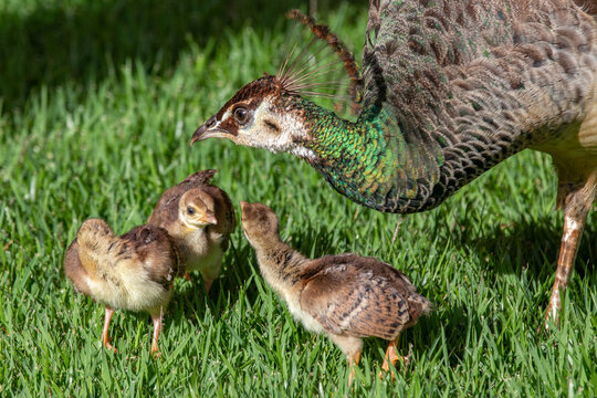 Cute peacock chicks in the grass in selective focus