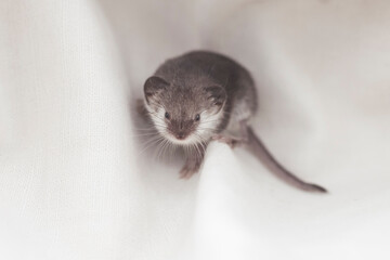 small wild animal shrew looks at the camera among white cloth