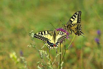 Pair of beautiful yellow swallowtail butterflies (Papilio machaon) sitting on a purple flower on a meadow.