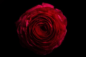 Single Red Ranunculus On Black Background