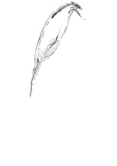 Transparent clear water splash with drops  isolated on white background