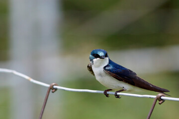 hirondelle bicolore sur une clôture  © Pascal Huot
