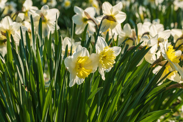 Fototapeta premium Beautifully blooming daffodils in the park of Wiesbaden - Germany on a sunny spring day