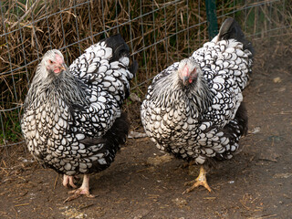 Two black and white chickens walking side by side in a farm pen