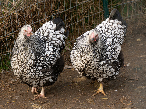 Two black and white chickens walking side by side in a farm pen - Powered by Adobe