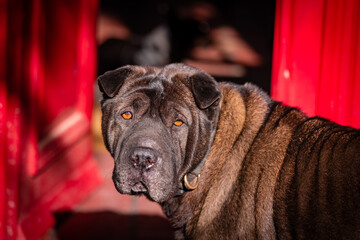Cute brown dog, outdoors looking attentively, red background colors.