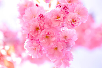 Naklejka na ściany i meble Pink sakura flower on a light background.