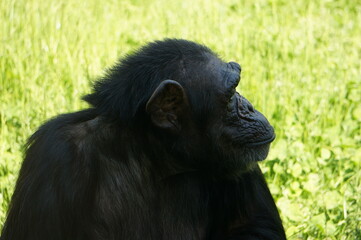 Chimpancé