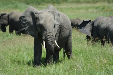 Naklejka na ściany i meble an elephant in the african savannah