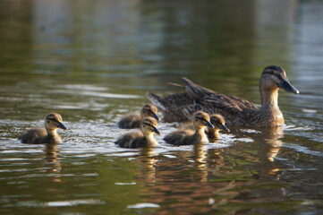 Familia de patos