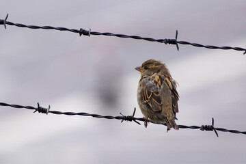 sparrow on a branch