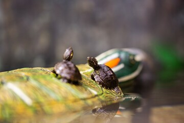 Baby box turtles