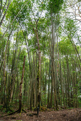 Fototapeta na wymiar Bamboo Garden and Bamboo Forest Path at Berastagi - North Sumatra