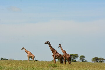 Naklejka na ściany i meble giraffe family in the savannah of Tanzania, Africa
