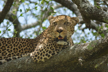 Leopard on a tree in the serengeti - tanzania