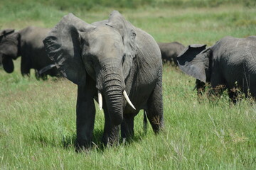 elephant in Tanzania-  Africa with his clan