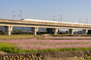 Sunny view of wild flower blossom with high speed railway train pass by